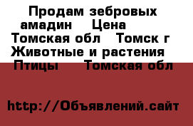 Продам зебровых амадин. › Цена ­ 700 - Томская обл., Томск г. Животные и растения » Птицы   . Томская обл.